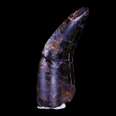 1.7" Tyrannosaur Serrated Fossil Tooth Cretaceous Dinosaur Judith River FM MT COA - Fossil Age Minerals