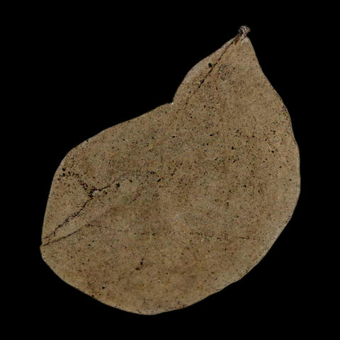 1.2" Detailed Leguminosites Lesquereuxiana Fossil Plant Leaf Eocene Green River FM Utah - Fossil Age Minerals