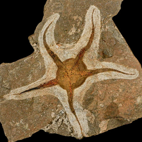 4.8" Brittlestar Ophiura Sp Starfish Fossil Ordovician Age Morocco COA & Stand - Fossil Age Minerals