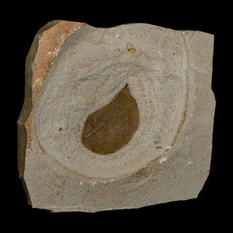 1.2" Detailed Leguminosites Lesquereuxiana Fossil Plant Leaf Eocene Green River FM Utah - Fossil Age Minerals