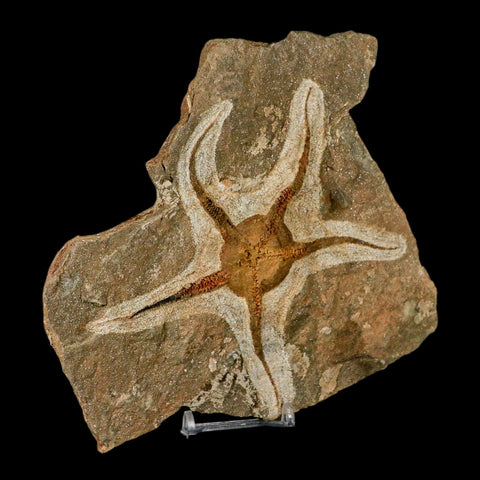 4.8" Brittlestar Ophiura Sp Starfish Fossil Ordovician Age Morocco COA & Stand - Fossil Age Minerals