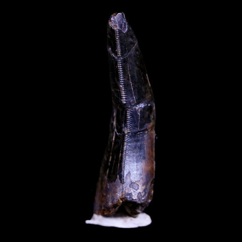 1.7" Tyrannosaur Serrated Fossil Tooth Cretaceous Dinosaur Judith River FM MT COA - Fossil Age Minerals