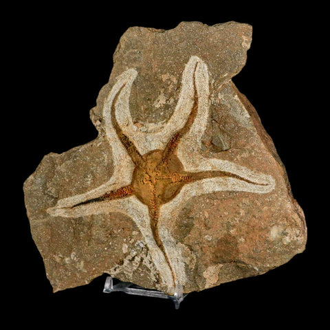 4.8" Brittlestar Ophiura Sp Starfish Fossil Ordovician Age Morocco COA & Stand - Fossil Age Minerals