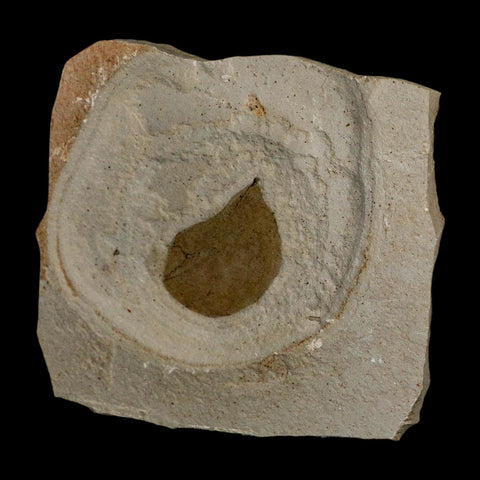 1.2" Detailed Leguminosites Lesquereuxiana Fossil Plant Leaf Eocene Green River FM Utah - Fossil Age Minerals