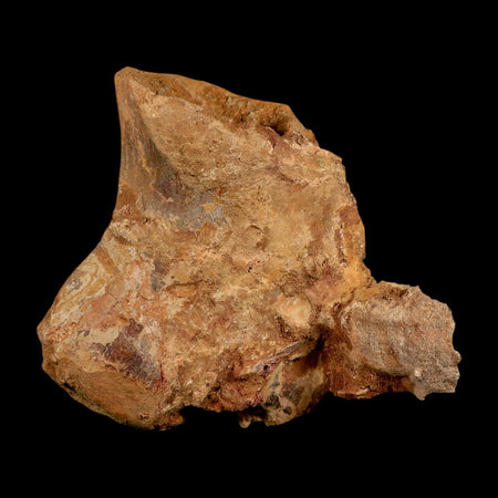 6" Rare Spinosaurus Vertebrae Process Fossil Bone Cretaceous Dinosaur Age COA