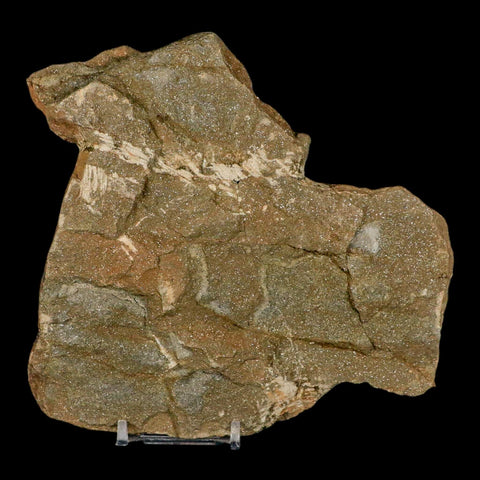 4.8" Brittlestar Ophiura Sp Starfish Fossil Ordovician Age Morocco COA & Stand - Fossil Age Minerals