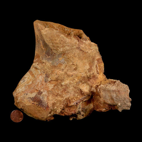 6" Rare Spinosaurus Vertebrae Process Fossil Bone Cretaceous Dinosaur Age COA