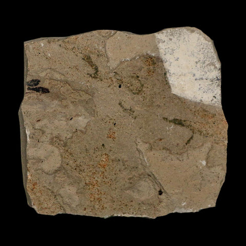 1.2" Detailed Leguminosites Lesquereuxiana Fossil Plant Leaf Eocene Green River FM Utah - Fossil Age Minerals