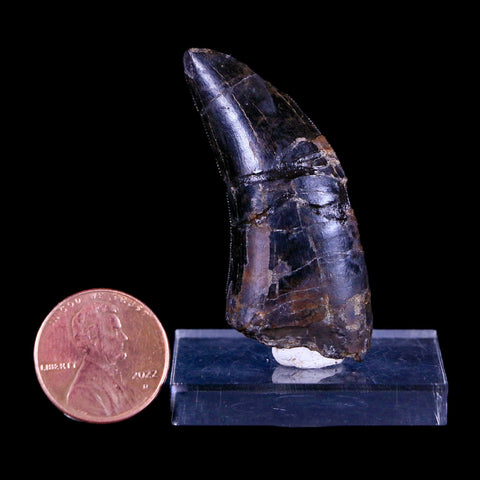 1.7" Tyrannosaur Serrated Fossil Tooth Cretaceous Dinosaur Judith River FM MT COA - Fossil Age Minerals