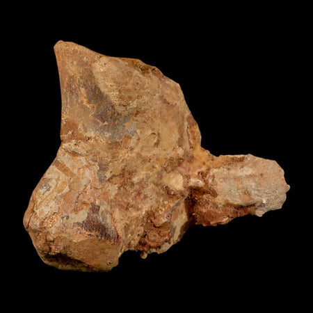 6" Rare Spinosaurus Vertebrae Process Fossil Bone Cretaceous Dinosaur Age COA