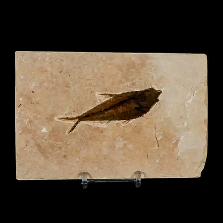 3.1" Diplomystus Dentatus Fossil Fish Green River FM WY Eocene Age COA, Stand