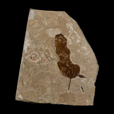 1.8" Detailed Leguminosites Lesquereuxiana Fossil Plant Leaf Eocene Green River FM Utah - Fossil Age Minerals