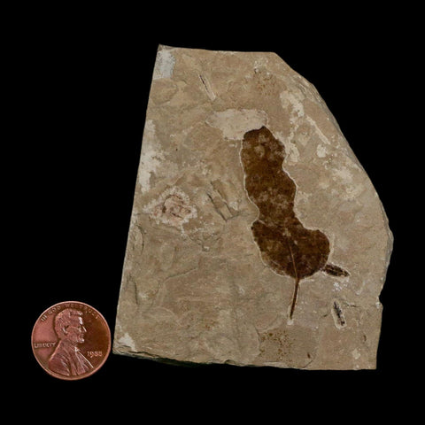 1.8" Detailed Leguminosites Lesquereuxiana Fossil Plant Leaf Eocene Green River FM Utah - Fossil Age Minerals