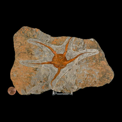 6.9" Brittlestar Ophiura Sp Starfish Fossil Ordovician Age Morocco COA & Stand - Fossil Age Minerals