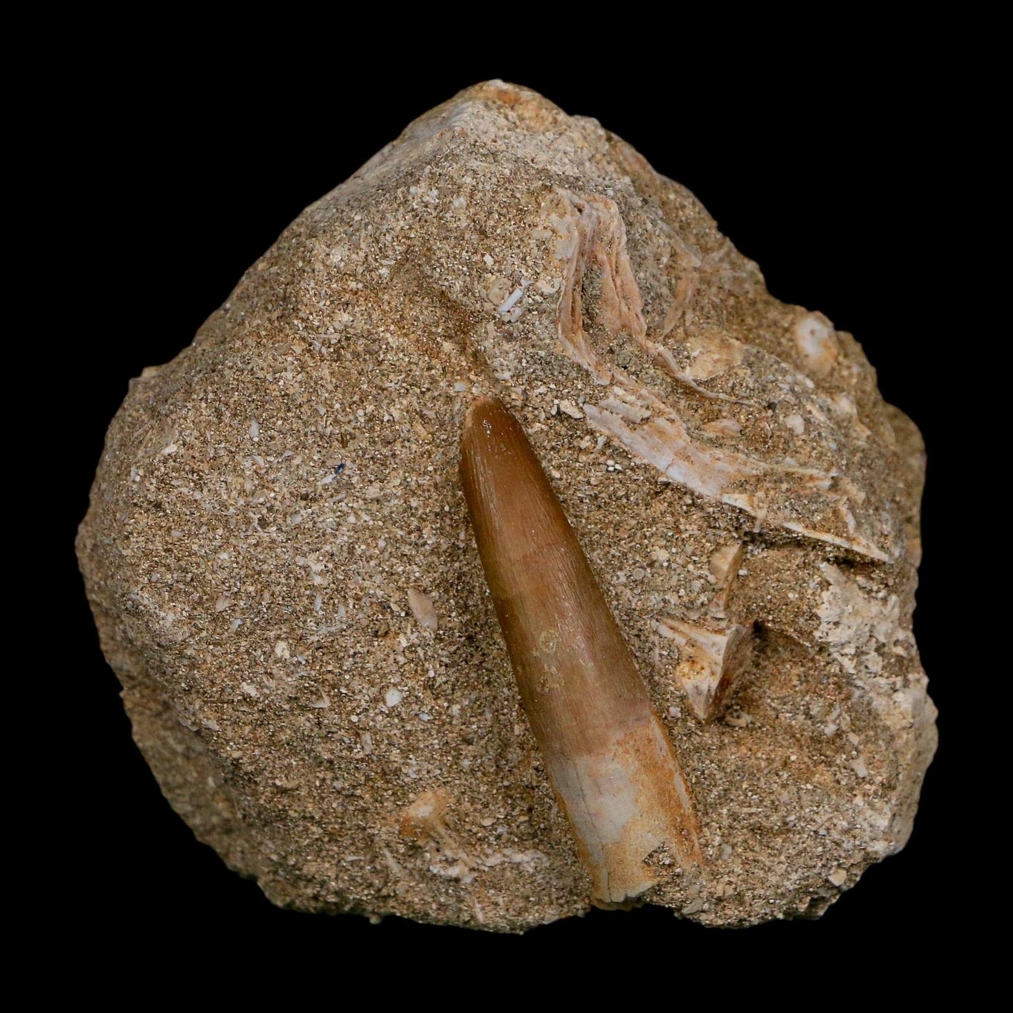 1.6" Plesiosaur Zarafasaura Tooth Fossil In Matrix Cretaceous Dinosaur Era COA