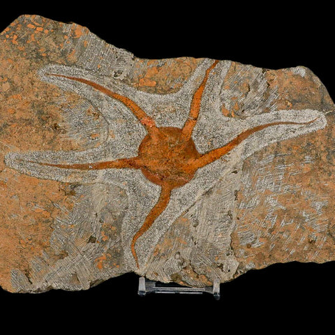 6.9" Brittlestar Ophiura Sp Starfish Fossil Ordovician Age Morocco COA & Stand - Fossil Age Minerals