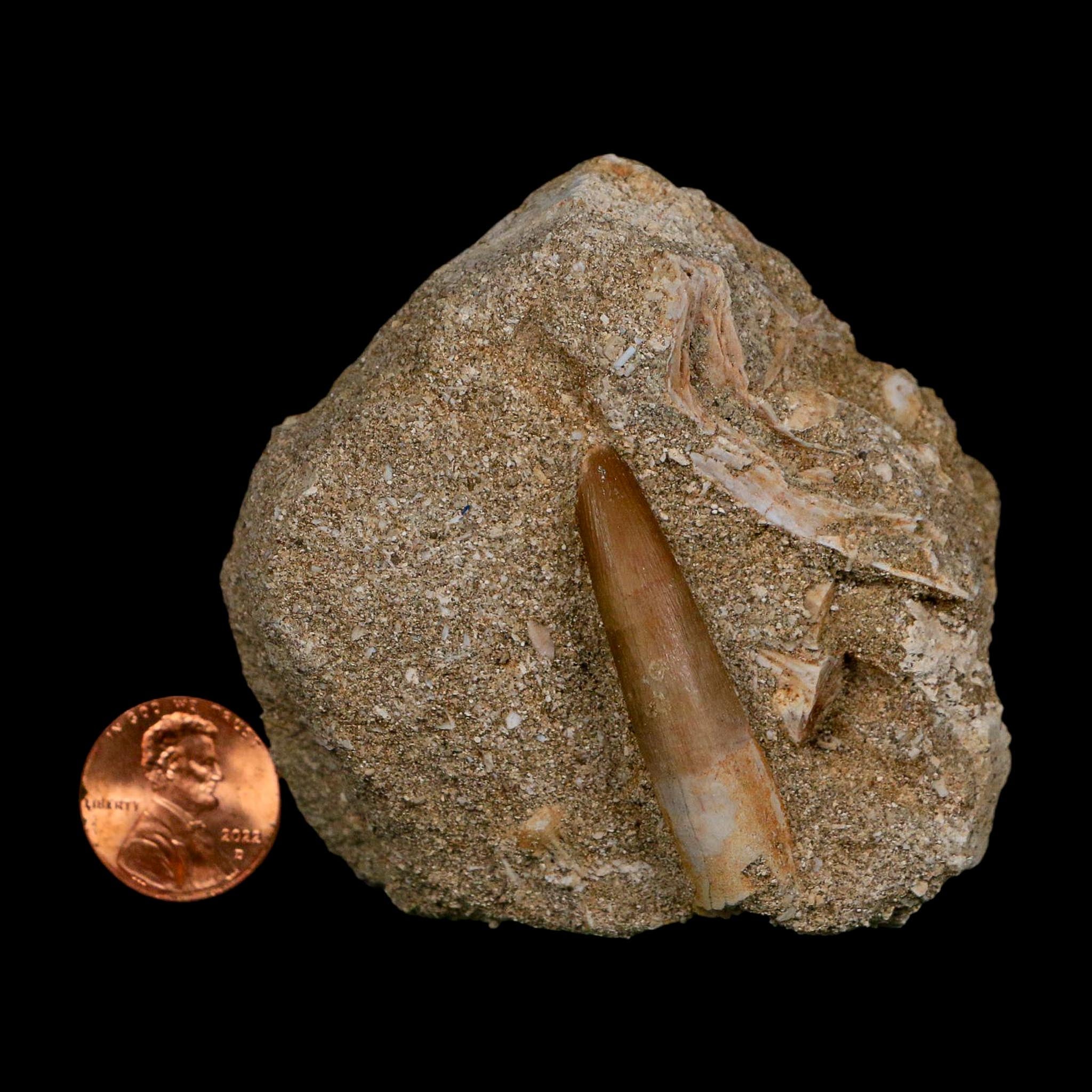 1.6" Plesiosaur Zarafasaura Tooth Fossil In Matrix Cretaceous Dinosaur Era COA