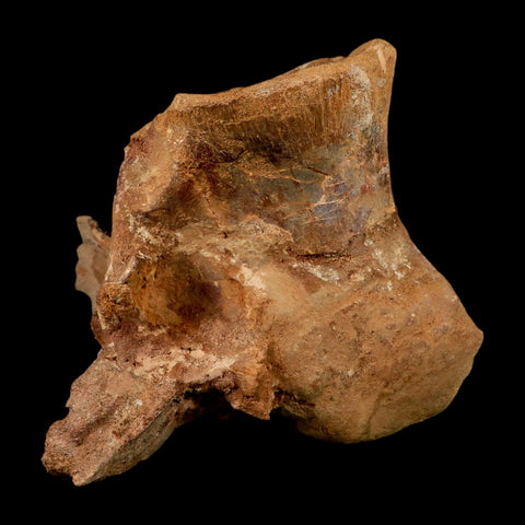 6" Rare Spinosaurus Vertebrae Process Fossil Bone Cretaceous Dinosaur Age COA