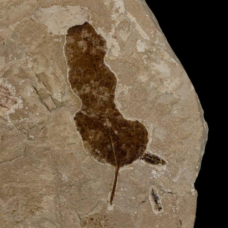 1.8" Detailed Leguminosites Lesquereuxiana Fossil Plant Leaf Eocene Green River FM Utah