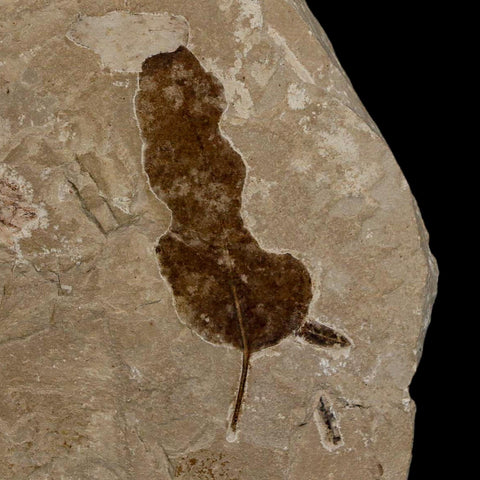 1.8" Detailed Leguminosites Lesquereuxiana Fossil Plant Leaf Eocene Green River FM Utah - Fossil Age Minerals