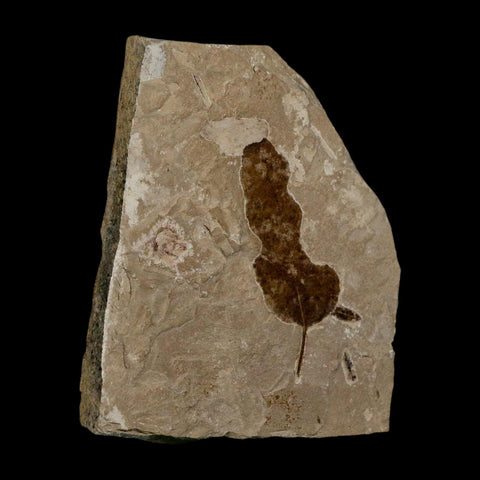 1.8" Detailed Leguminosites Lesquereuxiana Fossil Plant Leaf Eocene Green River FM Utah - Fossil Age Minerals