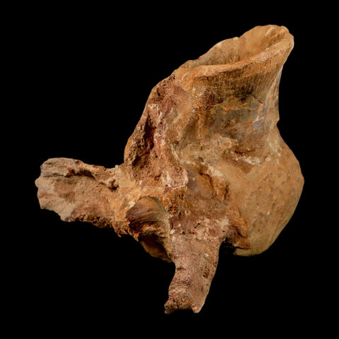 6" Rare Spinosaurus Vertebrae Process Fossil Bone Cretaceous Dinosaur Age COA