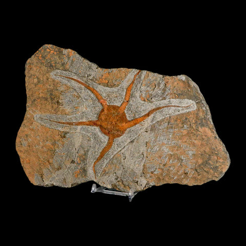 6.9" Brittlestar Ophiura Sp Starfish Fossil Ordovician Age Morocco COA & Stand - Fossil Age Minerals