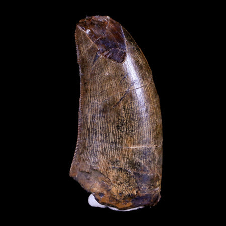 1.6" Tyrannosaur Serrated Fossil Tooth Cretaceous Dinosaur Judith River FM MT COA