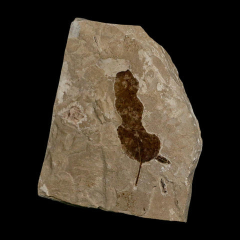 1.8" Detailed Leguminosites Lesquereuxiana Fossil Plant Leaf Eocene Green River FM Utah - Fossil Age Minerals