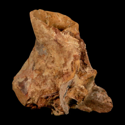 6" Rare Spinosaurus Vertebrae Process Fossil Bone Cretaceous Dinosaur Age COA