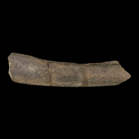 8.5" Maiasaura Hadrosaur Dinosaur Limb Bone Fossil Two Medicine FM MT COA Stand - Fossil Age Minerals