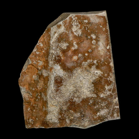 1.8" Detailed Leguminosites Lesquereuxiana Fossil Plant Leaf Eocene Green River FM Utah - Fossil Age Minerals