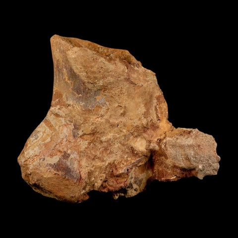 6" Rare Spinosaurus Vertebrae Process Fossil Bone Cretaceous Dinosaur Age COA