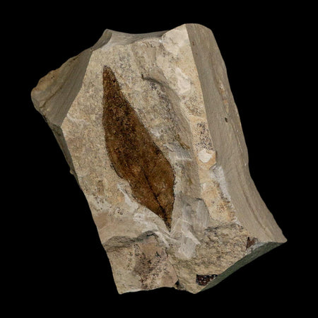 1.9" Detailed Persea Coriacea Fossil Plant Leaf Eocene Age Green River FM Utah