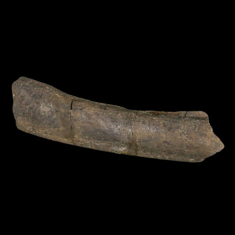 8.5" Maiasaura Hadrosaur Dinosaur Limb Bone Fossil Two Medicine FM MT COA Stand - Fossil Age Minerals