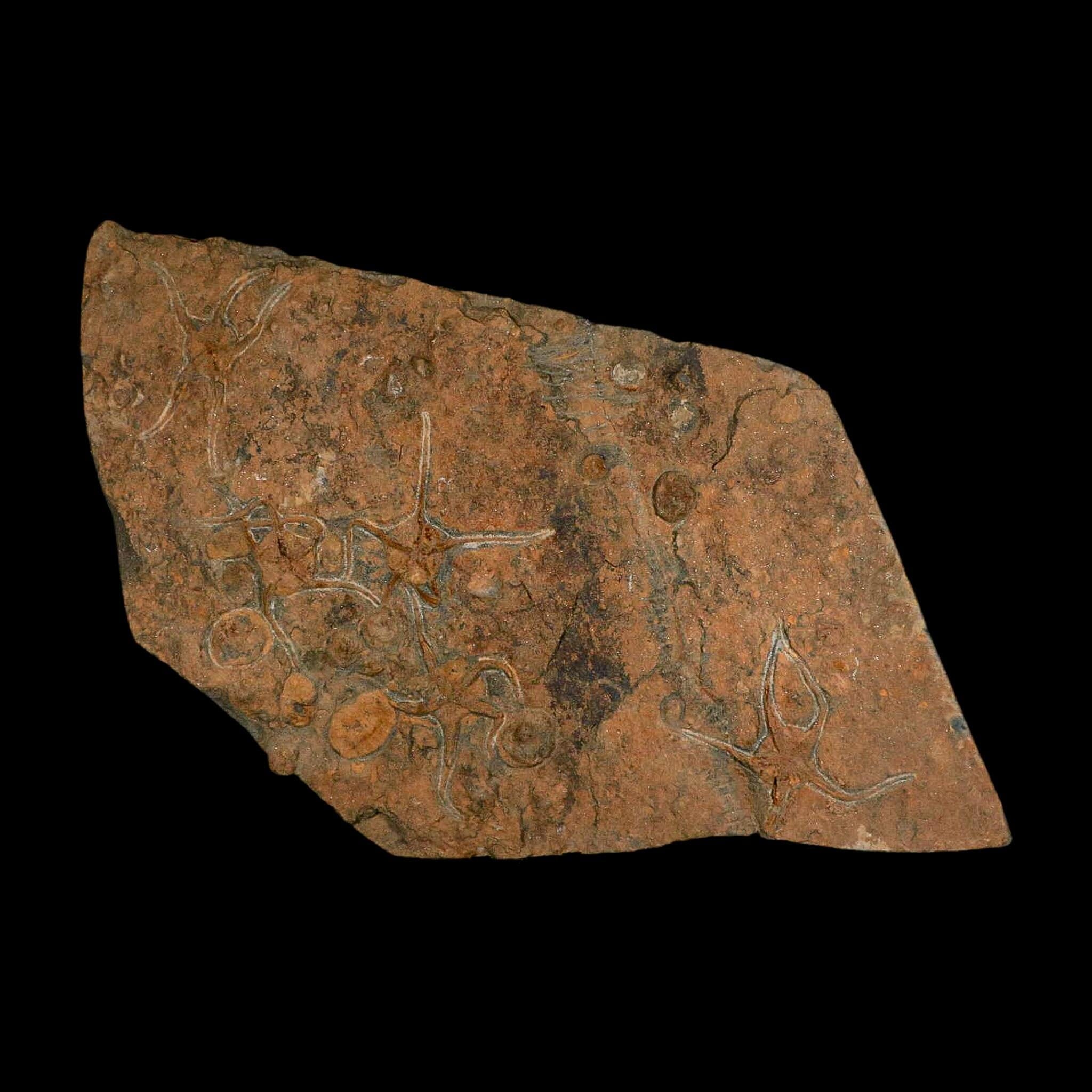19.7" Brittle Star Ophiura Sp Starfish Mortality Plate Fossil Ordovician Age COA & Stand - Fossil Age Minerals