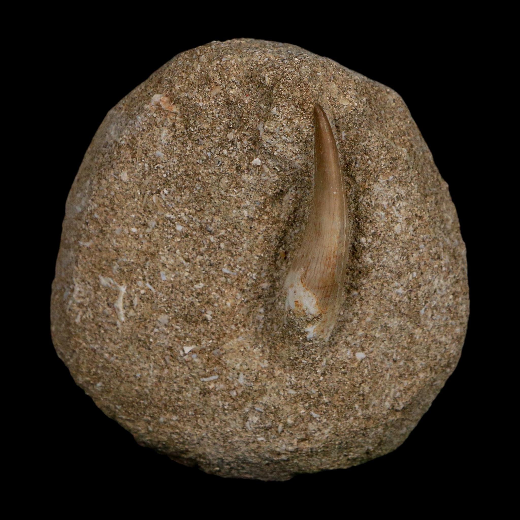 1.5