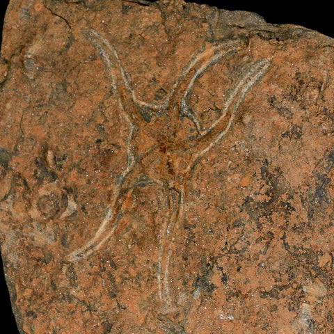 19.7" Brittle Star Ophiura Sp Starfish Mortality Plate Fossil Ordovician Age COA & Stand