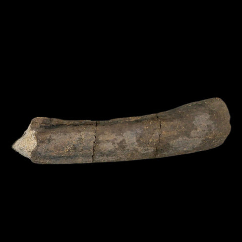 8.5" Maiasaura Hadrosaur Dinosaur Limb Bone Fossil Two Medicine FM MT COA Stand - Fossil Age Minerals