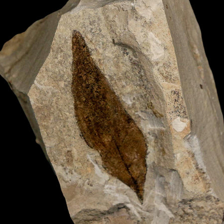 1.9" Detailed Persea Coriacea Fossil Plant Leaf Eocene Age Green River FM Utah