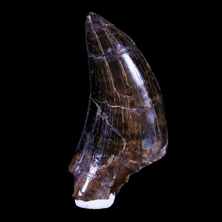 1.6" Tyrannosaur Serrated Fossil Tooth Cretaceous Dinosaur Judith River FM MT COA