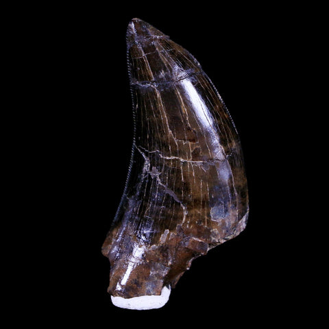 1.6" Tyrannosaur Serrated Fossil Tooth Cretaceous Dinosaur Judith River FM MT COA - Fossil Age Minerals