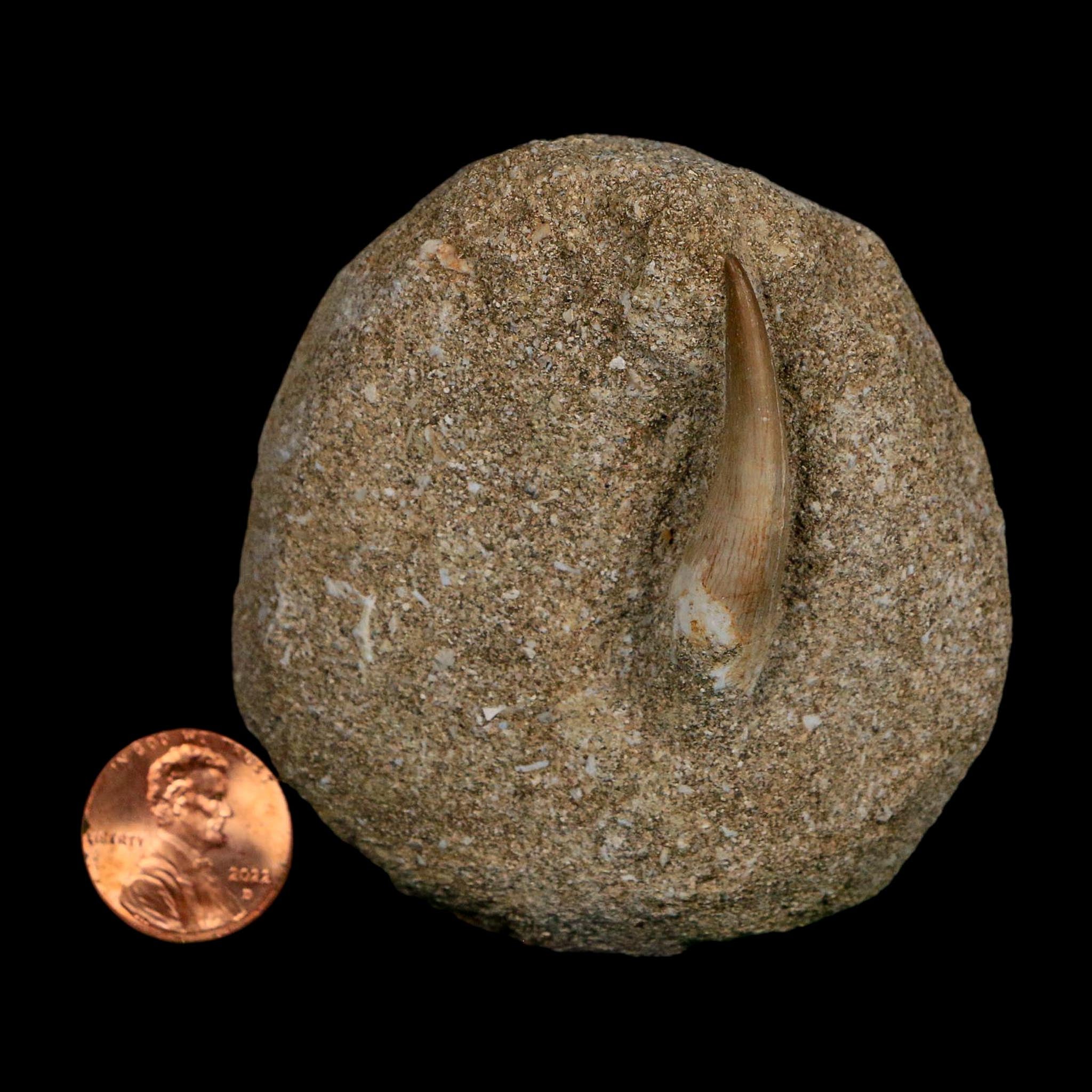 1.5" Plesiosaur Zarafasaura Tooth Fossil In Matrix Cretaceous Dinosaur Era COA
