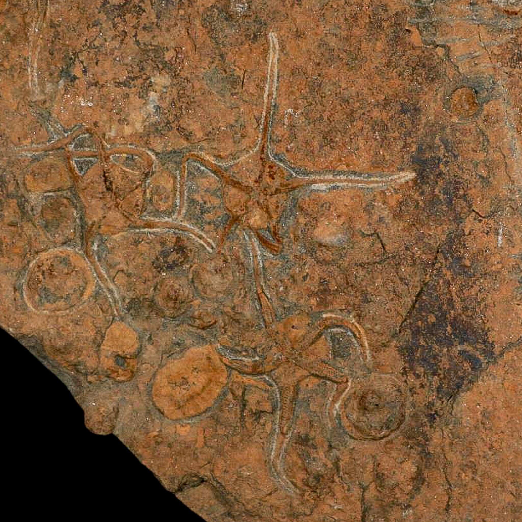 19.7" Brittle Star Ophiura Sp Starfish Mortality Plate Fossil Ordovician Age COA & Stand - Fossil Age Minerals