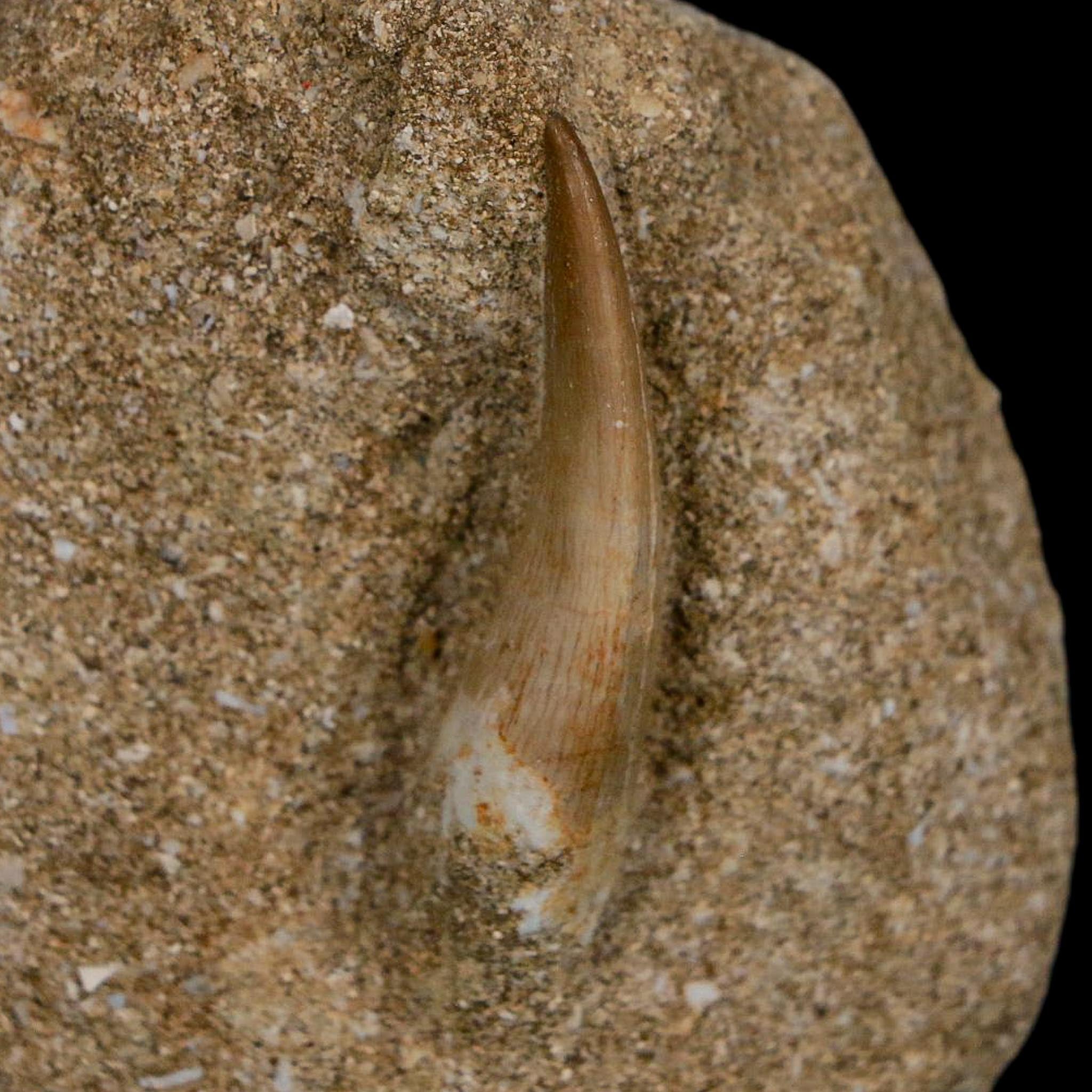 1.5" Plesiosaur Zarafasaura Tooth Fossil In Matrix Cretaceous Dinosaur Era COA