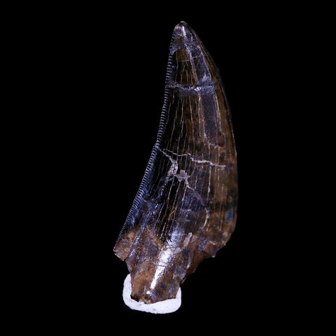1.6" Tyrannosaur Serrated Fossil Tooth Cretaceous Dinosaur Judith River FM MT COA - Fossil Age Minerals