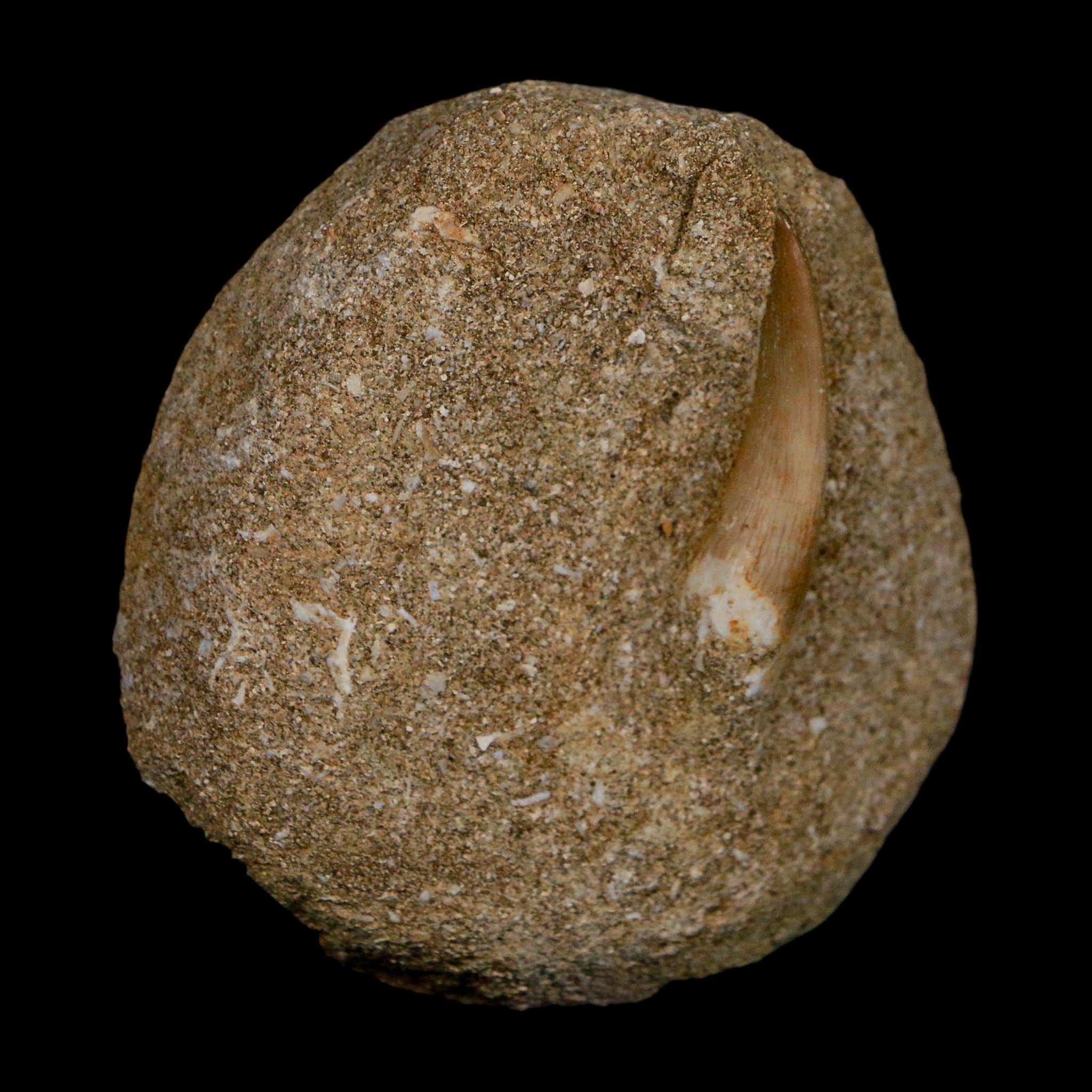 1.5" Plesiosaur Zarafasaura Tooth Fossil In Matrix Cretaceous Dinosaur Era COA