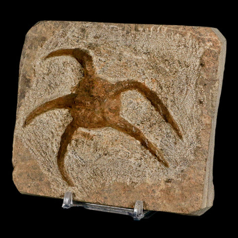 3.5" Brittle Star Ophiura Sp Starfish Fossil Ordovician Age Morocco COA & Stand - Fossil Age Minerals