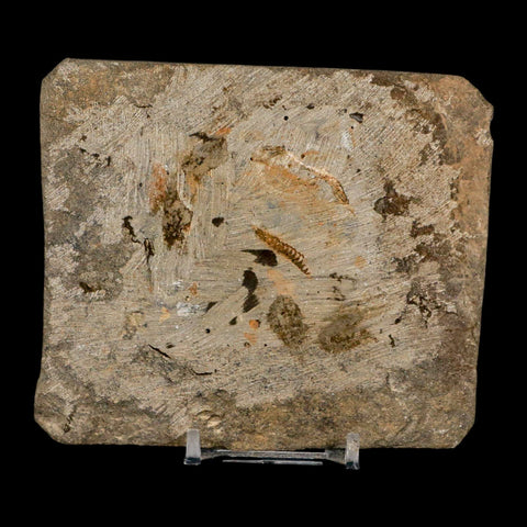 3.5" Brittle Star Ophiura Sp Starfish Fossil Ordovician Age Morocco COA & Stand - Fossil Age Minerals