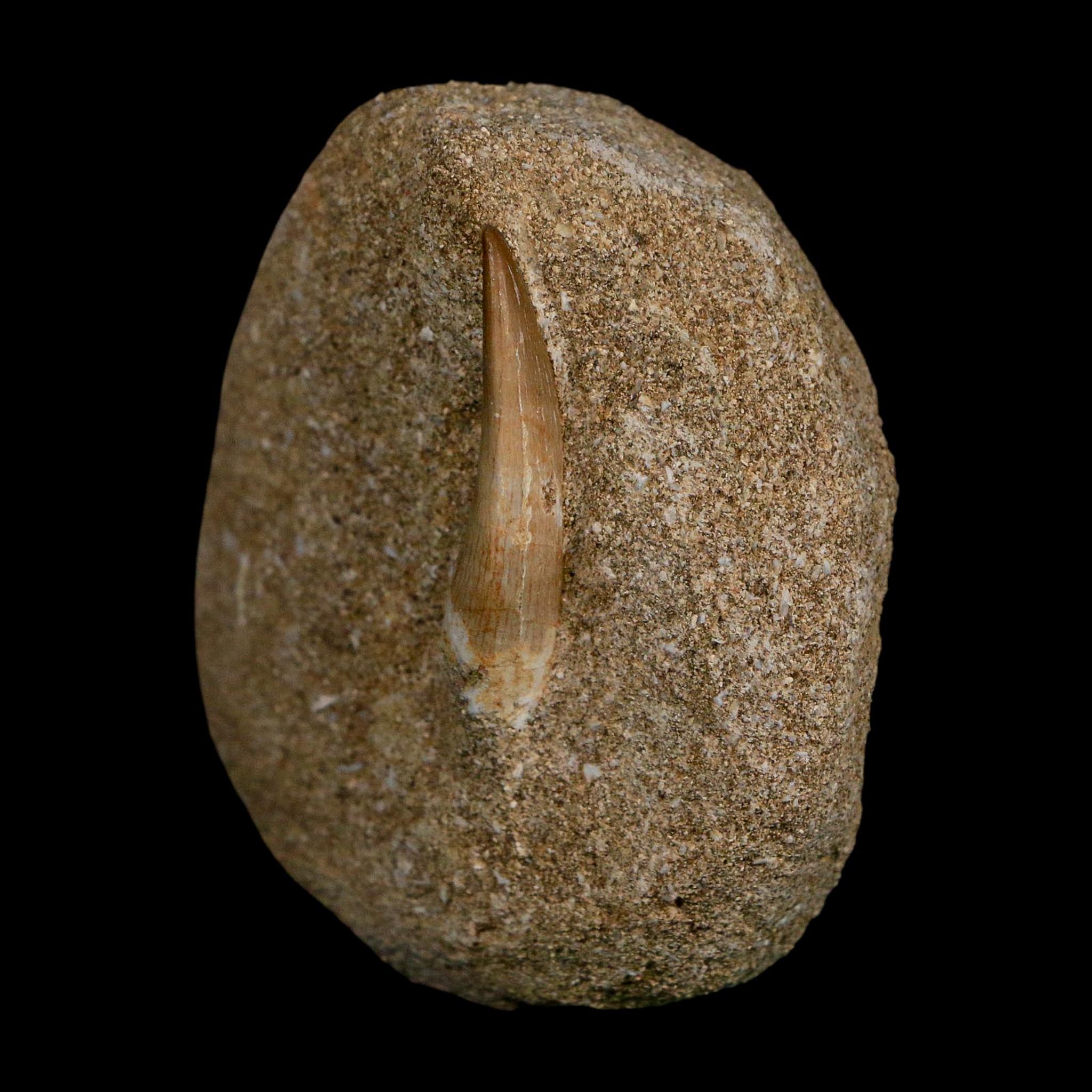 1.5" Plesiosaur Zarafasaura Tooth Fossil In Matrix Cretaceous Dinosaur Era COA